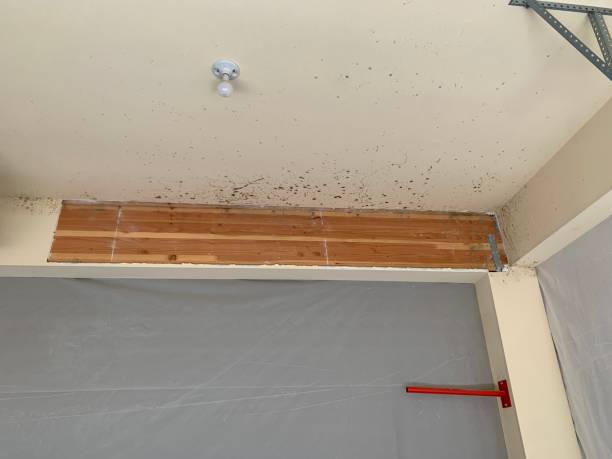 Trusted Waller, TX Mold Removal Experts